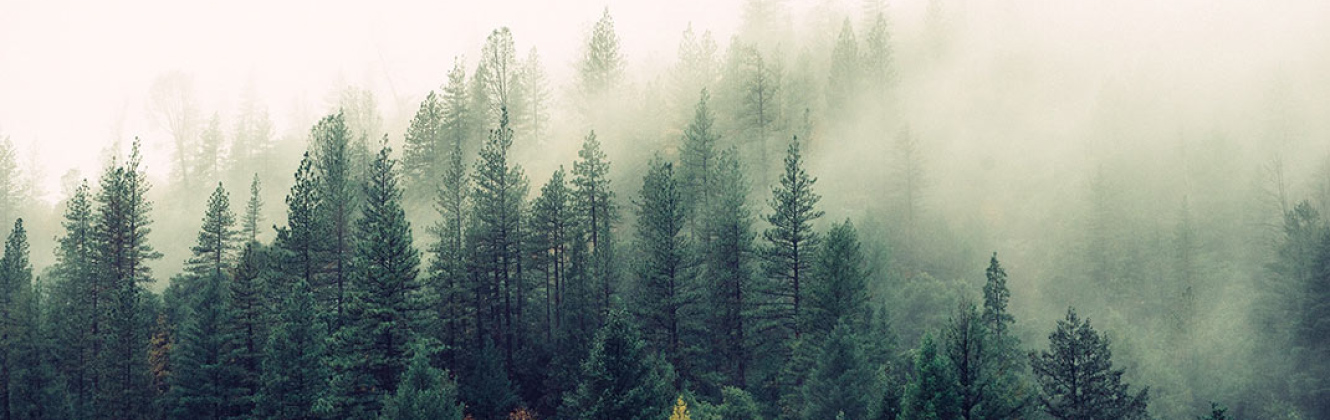 Fog hanging over forest