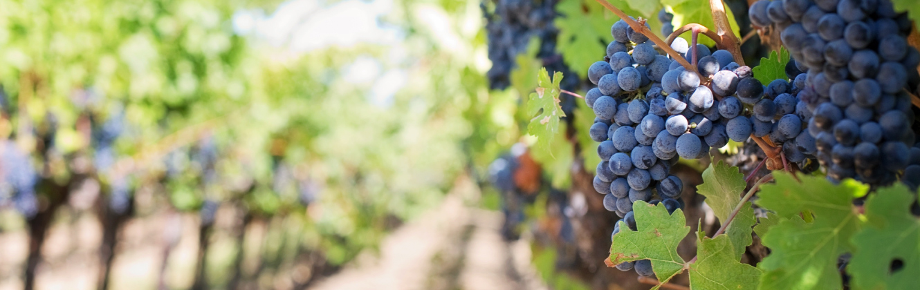 Close up view of grapes in a vineyard
