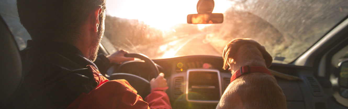 Man driving with pet dog in car