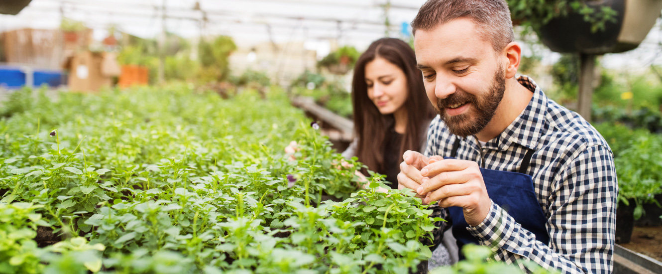Two farmers in a greenhouse
